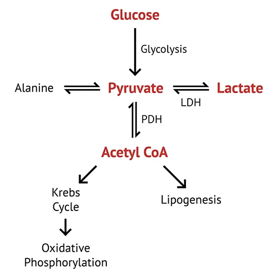 Arterial Blood Gas (ABG) with Lactate